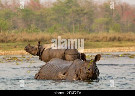 Ein-gehörntes Nashorn im Chitwan Nationalpark, Nepal Stockfoto