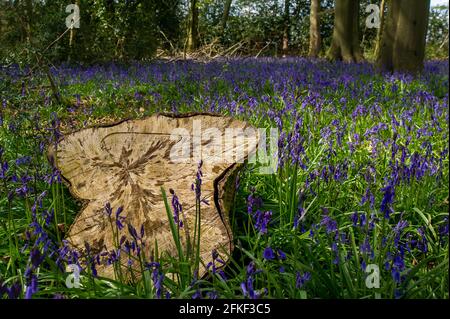 Aylesbury Valle, Buckinghamshire, Großbritannien. Mai 2021. Die Nachmittagssonne scheint durch wunderschöne Bluebells in den alten Wäldern über den Chilterns. Die Prognose für den Rest von heute und morgen ist für mehr Sonnenschein, jedoch wird am Montag an den Feiertagen sintflutartige Regenfälle mit einem Rückgang der Temperaturen prognostiziert. Quelle: Maureen McLean/Alamy Live News Stockfoto