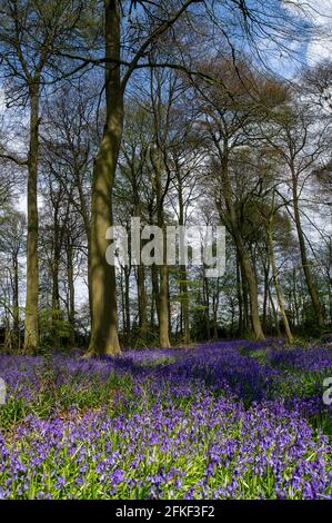 Aylesbury Valle, Buckinghamshire, Großbritannien. Mai 2021. Die Nachmittagssonne scheint durch wunderschöne Bluebells in den alten Wäldern über den Chilterns. Die Prognose für den Rest von heute und morgen ist für mehr Sonnenschein, jedoch wird am Montag an den Feiertagen sintflutartige Regenfälle mit einem Rückgang der Temperaturen prognostiziert. Quelle: Maureen McLean/Alamy Live News Stockfoto