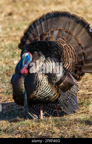 Männliche wilde türkei, die während der Frühjahrswerbschaft in den Pocono Mountains in Pennsylvania angezeigt wird. Stockfoto