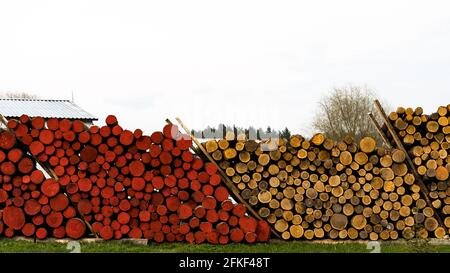 Holzeinschlag im Wald. Frisch geschnittene Holzstämme stapelten sich. Holzlager für die Industrie. Gelbe und rote Protokolle Stockfoto