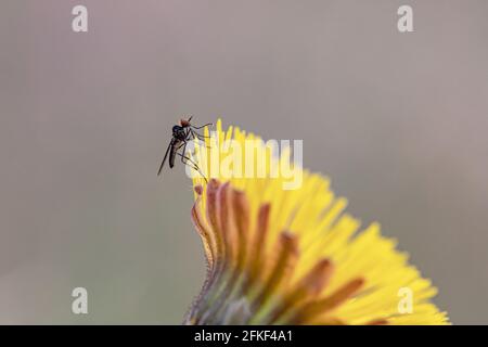 Nahaufnahme der kleinen winzigen Fliege auf gelbem tussilago fara Blume Stockfoto