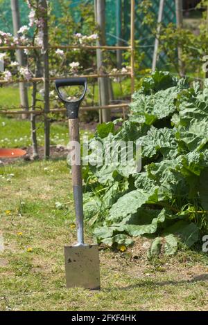 Schottgartenspaten mit Rhabarber und Apfelbaum im April VEREINIGTES KÖNIGREICH Stockfoto