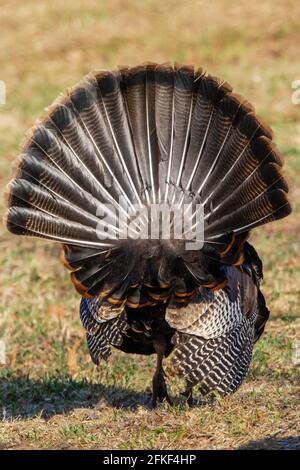 Männliche wilde türkei, die während der Frühjahrswerbschaft in den Pocono Mountains in Pennsylvania angezeigt wird. Stockfoto