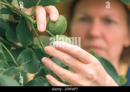 Weibliche Bäuerin untersucht Walnussbaum Äste und Blätter für gemeinsame Schädlinge und Krankheiten in Bio-Obstgarten Stockfoto