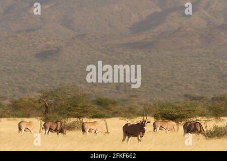 Beisa Oryx im Awash National Park, Äthiopien Stockfoto