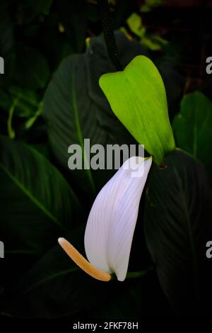 Weiße Anthurium Flamingo Blume im Fokus mit grün und weiß Blätter aus dem oberen Winkel geschossen Stockfoto