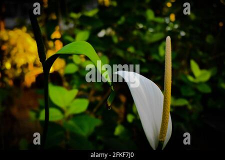 Weiße Anthurium Flamingo Blume im Fokus mit grün und weiß Blätter aus dem oberen Winkel geschossen Stockfoto