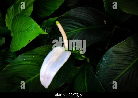 Weiße Anthurium Flamingo Blume im Fokus mit grün und weiß Blätter aus dem oberen Winkel geschossen Stockfoto