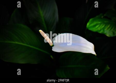 Weiße Anthurium Flamingo Blume im Fokus mit grün und weiß Blätter aus dem oberen Winkel geschossen Stockfoto