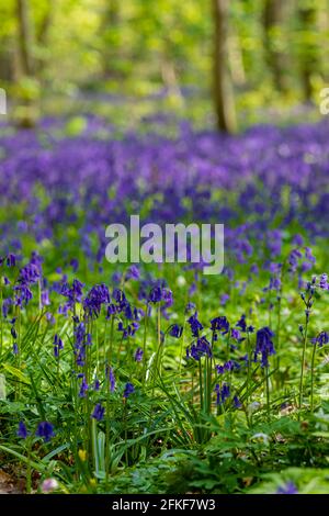 Der Hallerbos in Halle bei Brüssel mit den riesigen Sequoia-Bäumen und einem Teppich voller purpurroter, blühender Glockenblumen im Frühling macht den Wald magisch Stockfoto