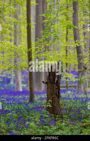 Der Hallerbos in Halle bei Brüssel mit den riesigen Sequoia-Bäumen und einem Teppich voller purpurroter, blühender Glockenblumen im Frühling macht den Wald magisch Stockfoto