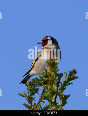Ein schöner männlicher Europäischer Goldfink (Carduelis carduelis), der auf einem Weißdornbusch vor einem strahlend blauen Himmel thront Stockfoto
