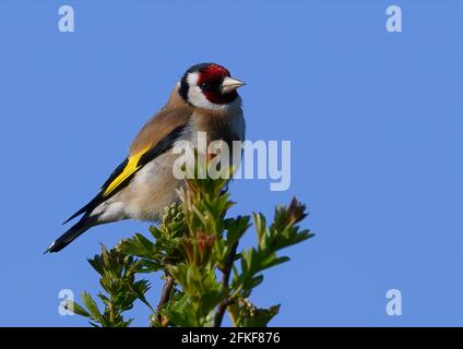 Ein schöner männlicher Europäischer Goldfink (Carduelis carduelis), der auf einem Weißdornbusch vor einem strahlend blauen Himmel thront Stockfoto