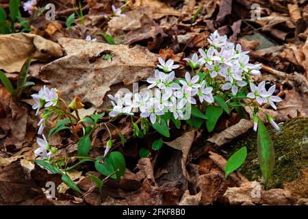 Die 6 Zoll hohe Carolina Spring-Beauty ist eine der ersten Frühling Wildblumen im Wald von Südost-Kanada erscheinen Und Nordosten der Vereinigten Staaten Stockfoto