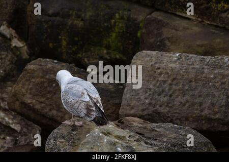 Whitby, eine Küstenstadt mit schrulligen Straßen, Geschäften, Abteiruinen, reicher Geschichte und gotischer Kultur. Stockfoto