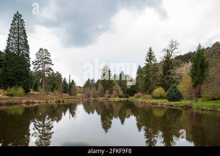 Koniferen- und Kiefernbäume am See im Bedgebury National Pinetum and Forest in Kent, Erholungs- und Konservationsarboretum, das von Forestry England verwaltet wird Stockfoto