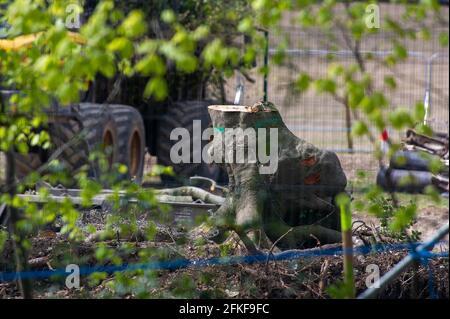 Aylesbury Valle, Buckinghamshire, Großbritannien. Mai 2021. Alles, was von einem Baumstumpf übrig bleibt. Dieser schöne Baum hatte eine Fuchshöhle darunter. Die Stille kehrte heute in den alten Wald von Jones Hill Wood zurück, da HS2 aufgrund des Feiertagswochenendes im Mai nicht mehr fällte. HS2 haben im alten Wald von Jones Hill Wood Buchen gefällt, obwohl es die Vogelnistsaison ist und seltene Barbastelle Fledermäuse bekannt sind, in den Wäldern zu brüten. Der Wald soll den lokalen Autor Roald Dahl dazu inspiriert haben, den beliebten Kinderroman, den fantastischen Mr. Fox, zu schreiben. Die Hochgeschwindigkeitsbahn 2 von London Stockfoto