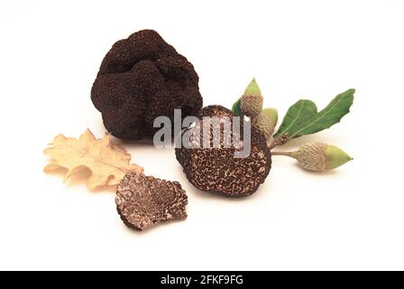 Schwarze Trüffel und Eichenblätter isoliert auf weißem Hintergrund. Stockfoto