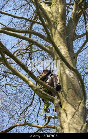 Aylesbury Valle, Buckinghamshire, Großbritannien. Mai 2021. Stoppen Sie HS2-Demonstranten klettern Bäume im Wald. Die Stille kehrte heute in den alten Wald von Jones Hill Wood zurück, da HS2 aufgrund des Feiertagswochenendes im Mai nicht mehr fällte. HS2 haben im alten Wald von Jones Hill Wood Buchen gefällt, obwohl es die Vogelnistsaison ist und seltene Barbastelle Fledermäuse bekannt sind, in den Wäldern zu brüten. Der Wald soll den lokalen Autor Roald Dahl dazu inspiriert haben, den beliebten Kinderroman, den fantastischen Mr. Fox, zu schreiben. Die High Speed Rail 2 von London nach Birmingham schnitzt eine riesige Stockfoto