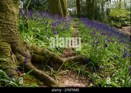 Aylesbury Valle, Buckinghamshire, Großbritannien. Mai 2021. Schöne Bluebells in der Nachmittagssonne. Die Stille kehrte heute in den alten Wald von Jones Hill Wood zurück, da HS2 aufgrund des Feiertagswochenendes im Mai nicht mehr fällte. HS2 haben im alten Wald von Jones Hill Wood Buchen gefällt, obwohl es die Vogelnistsaison ist und seltene Barbastelle Fledermäuse bekannt sind, in den Wäldern zu brüten. Der Wald soll den lokalen Autor Roald Dahl dazu inspiriert haben, den beliebten Kinderroman, den fantastischen Mr. Fox, zu schreiben. Die Hochgeschwindigkeitsbahn 2 von London nach Birmingham umarmt sich Stockfoto