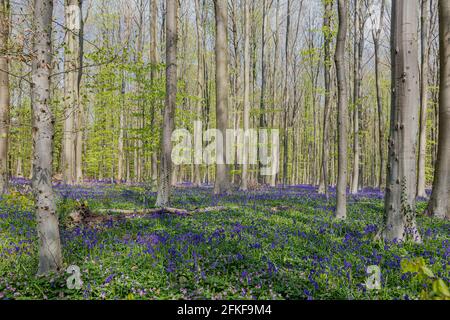 Der Hallerbos in Halle bei Brüssel mit den riesigen Sequoia-Bäumen und einem Teppich voller purpurroter, blühender Glockenblumen im Frühling macht den Wald magisch Stockfoto