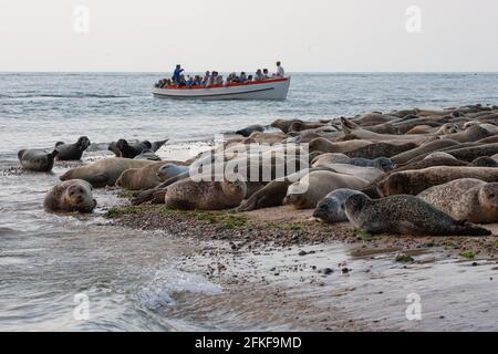 Gewöhnliche Siegel auf Blakeney Point Norfolk England Stockfoto