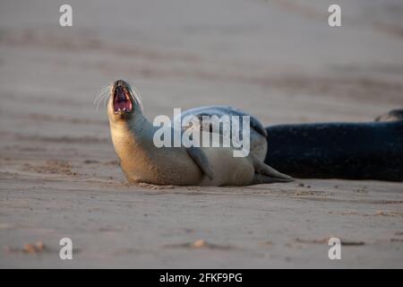 Gewöhnliche Siegel auf Blakeney Point Norfolk England Stockfoto