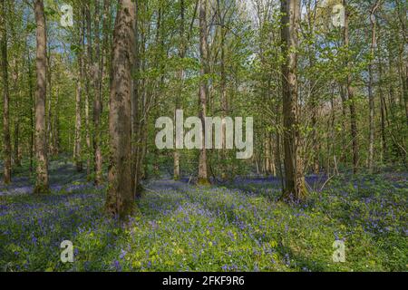 Der Hallerbos in Halle bei Brüssel mit den riesigen Sequoia-Bäumen und einem Teppich voller purpurroter, blühender Glockenblumen im Frühling macht den Wald magisch Stockfoto