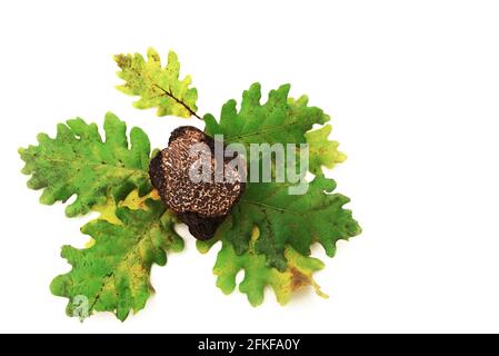 Schwarze Trüffel und Eichenblätter isoliert auf weißem Hintergrund. Stockfoto