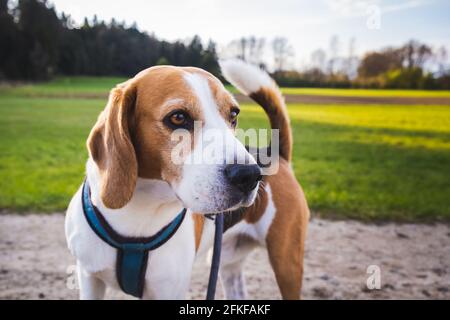 Hund Porträt hinten beleuchtet Hintergrund. Beagle auf dem ländlichen Weg Stockfoto
