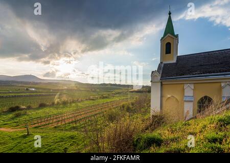 Guntramsdorf: Kapelle Weingartenkapelle, Weinberg, Berg Anninger in Wienerwald, Wienerwald, Niederösterreich, Niederösterreich, Österreich Stockfoto