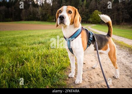 Hund Porträt hinten beleuchtet Hintergrund. Beagle auf dem ländlichen Weg Stockfoto
