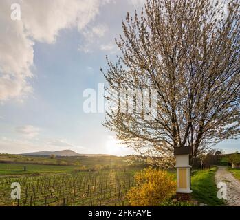 Guntramsdorf: 11. Station des Kreuzes bei der Kapelle Weingartenkapelle, Kirschblüte, Weinberg, Berg Anninger in Wienerwald, Wienerwald, Niederöst Stockfoto