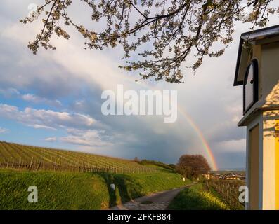 Guntramsdorf: 11. Station des Kreuzes bei der Kapelle Weingartenkapelle, Kirschblüte, Weinberg, Regenbogen im Wienerwald, Wienerwald, Niederösterreich, L Stockfoto