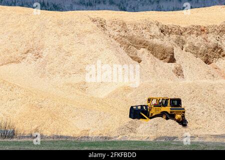 Eine nicht markierte gelbe Planierraupe am Boden eines riesigen Sägemehlstapels. Der Stapel viel größer als der Bulldozer, und füllt die Aussicht. Sonniger Tag Stockfoto