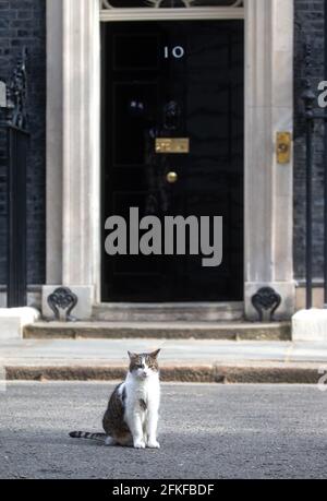 Larry, die Katze aus der Downing Street und Chief Mouser des Finanzministeriums, sitzt vor der Nummer 10 und untersucht die Szene. Stockfoto