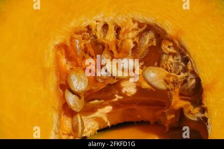 Makro einer in Scheiben geschnittenen Honigmelone in der Sonne Stockfoto