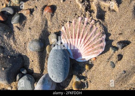 Shell,an,Küste,AT,Porth Neigwl,Höllenmündung,A,beliebt,Surfer,Surf,Spot,Sand,Sand,Strand,Küste,Küste,Küste,Küste,Küste,Küste,Llyn Peninsula, Nord,Nordwesten,Wales,Walisisch,GB,Großbritannien,Großbritannien,Großbritannien,Vereinigtes Königreich,Europa,instabil,Klippen,Klippen,Wales Coast Path,Wandern,Hund,Spaziergänger,Wandern,Wandern Stockfoto