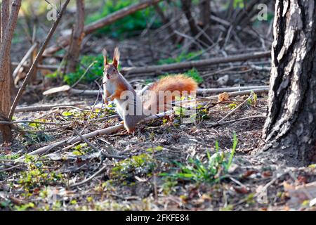 Ein flauschiges Waldhörnchen steht auf seinen Hinterbeinen in der Nähe einer großen Kiefer und sonnt sich im Frühlingssonne. Speicherplatz kopieren. Stockfoto