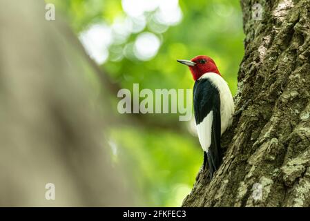 Schöner Rotkopfspecht (Melanerpes erythrocephalus), der auf einem Baum im Stone Mountain Park in der Nähe von Atlanta, Georgia, thront. (USA) Stockfoto