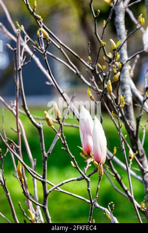 Rosa-weiße Magnolien blühen mit blühenden grünen Knospen auf einem Ast gegen einen verschwommenen, frühlingsgrünen Rasen. Vertikales Bild, Kopierbereich. Stockfoto