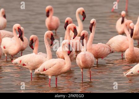 Lesser Flamingos im Arusha Park in Tansania Stockfoto