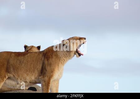 Löwenporträts/ Portrait von Löwen Stockfoto