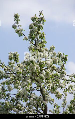 Äste eines Apfelbaums mit vielen kleinen weißen Blüten Ende april oder Anfang Mai Stockfoto