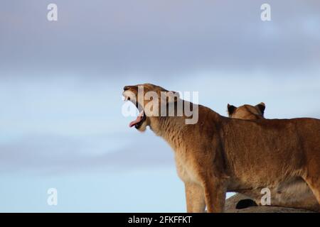 Löwenporträts/ Portrait von Löwen Stockfoto