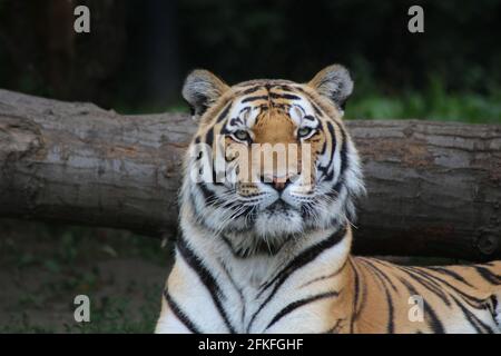 Löwenporträts/ Portrait von Löwen Stockfoto