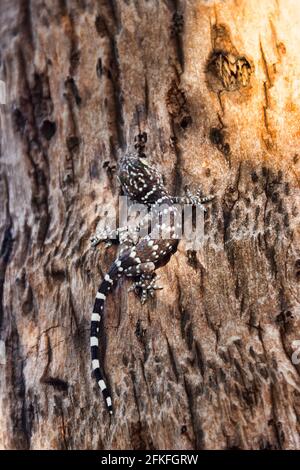 Ein grauer Toki Gecko (Gekko Gecko) auf dem Stumpf eines Thailandbaums. Nahaufnahme Stockfoto
