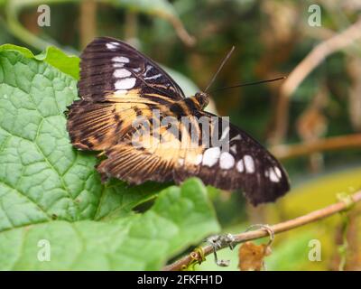 Schöner Clipper (Parthenos Sylvia) Schmetterling, der auf einem Blatt in Stratford-upon-Avon ruht (2019). Stockfoto