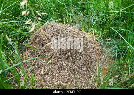 Ein Ameisenhaufen auf der Wiese (Formica pratensis) Stockfoto